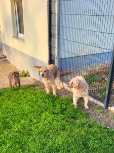 Gäste in der Hndepension Luna