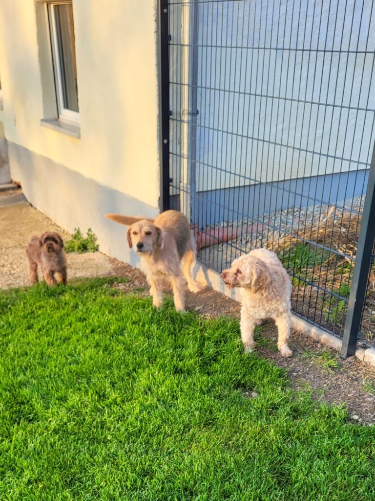 Gäste in der Hndepension Luna