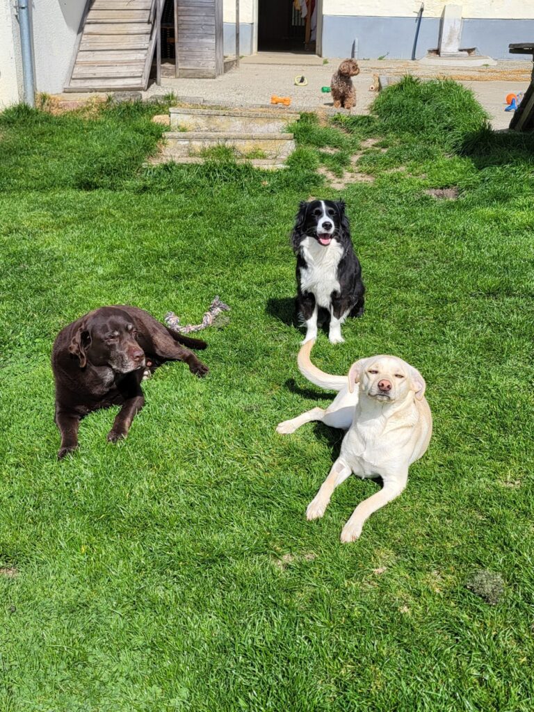 Sommer in der Hundepension