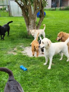 Im Rudel ist das Toben gleich nochmal so schön