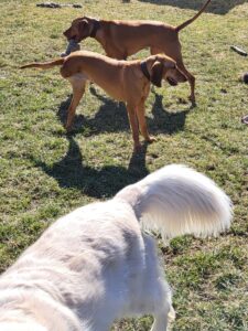 Auch Hunde mit Handicap haben Spaß