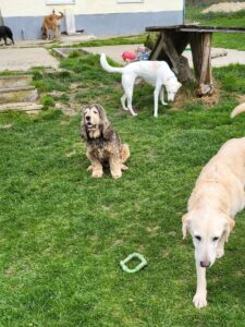 Hundepensions-Gäste