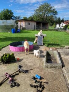 Spaß im Hundepool