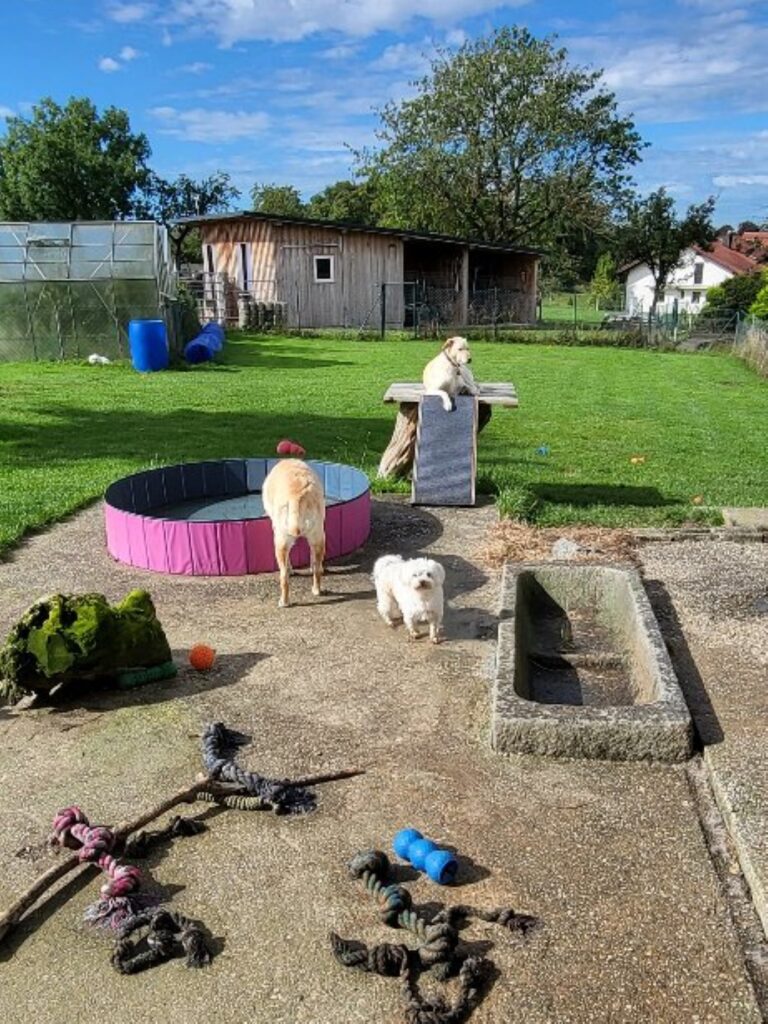 Spaß im Hundepool