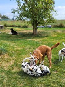 Alle Hunde toben im Freien