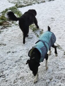 Auch der Winter kann für Hunde lustig sein