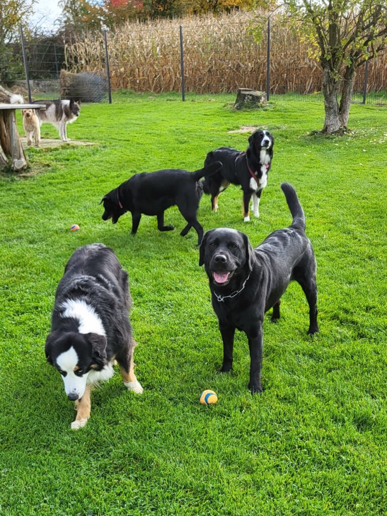 Hundepension Luna in Neuburg am Inn