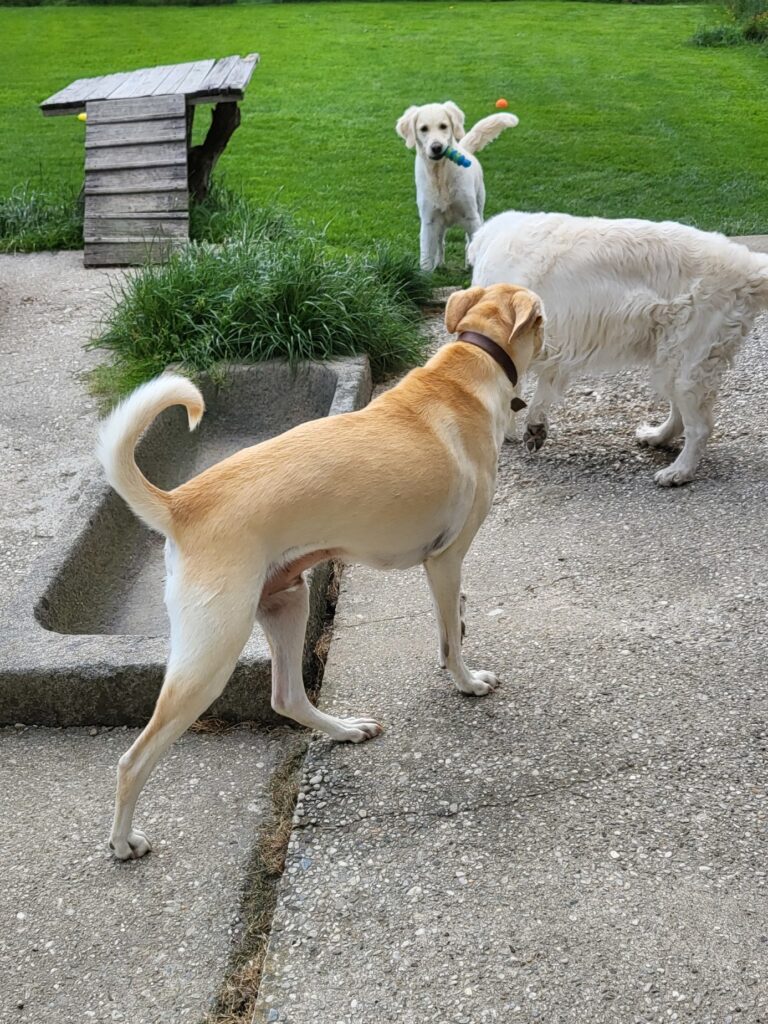 Hundepension Luna in Neuburg am Inn