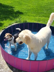 Hundepension Luna in Neuburg am Inn