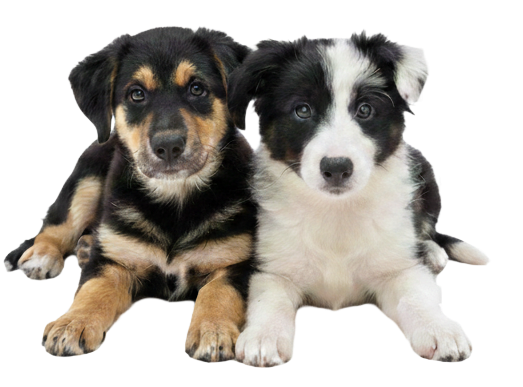 Home 1 Unsere eigenen Lieblinge Mika und Skye